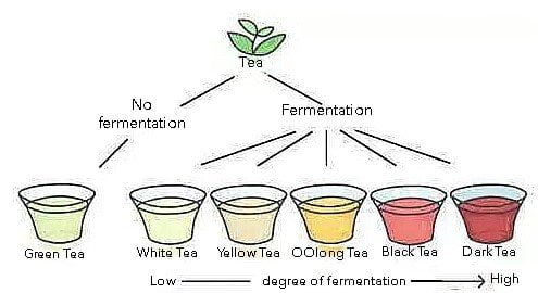 Fermentation of Chinese Tea