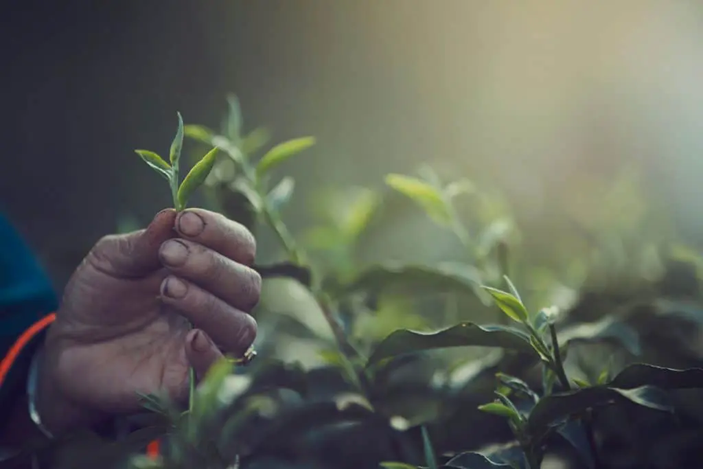 Picking Tea